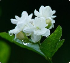 Ulei esențial de aromaterapie pentru interior, 50 ml, din ratan uscat, pentru petrecere, decorare a casei, bețișoare de difuzor de stuf, parfum relaxant