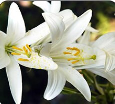 Aromaterápia No Fire Vine Branch fonott nád diffúzor üvegpalack friss levegő hálószoba fürdőszoba irodai dekoráció TSLM1 50ml