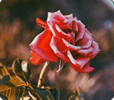 Aromaterápia No Fire Vine Branch fonott nád diffúzor üvegpalack friss levegő hálószoba fürdőszoba irodai dekoráció TSLM1 50ml