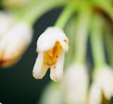 Aromatherapy Sanded Glass Bottles Reed Diffuser Set 50ml Essential Oil Rattan Ball Deodorant Deodorant Home