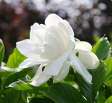 Aromatherapy Sanded Glass Bottles Reed Diffuser Set 50ml Essential Oil Rattan Ball Deodorant Deodorant Home