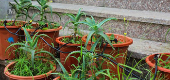 MUCIAKIE Σύστημα ποτίσματος κήπου 25m Σετ άρδευσης μικρού σταγόνων 4/7mm PVC λάστιχο Barb Tee Ρυθμιζόμενοι σταλάκτες Πότισμα Bonai Flowers