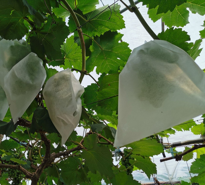 Saci de struguri 20/50/100 buc. Saci de protecție nețesute pentru fructe, saci anti-păsări pentru legume, fructe, sac de plasă pentru controlul dăunătorilor, saci de creștere pentru agricultură