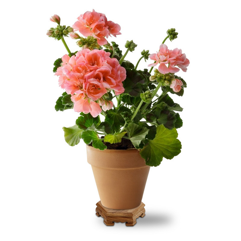 Gėlių vitrinos laikiklis medinis padėklas Wenge šešiakampis rudas darbalaukio dekoras, skirtas mažiems sultingiems augalams, augalų stovai