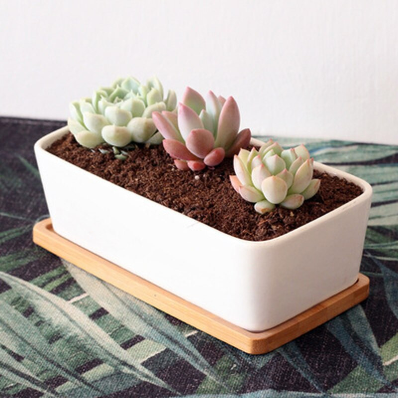 Farfurioara din lemn de bambus de forma ovala Tava pentru plante Mini ghiveci pentru plante Stand Tava pentru ghiveci suculente Design simplu și elegant Decor pentru casa