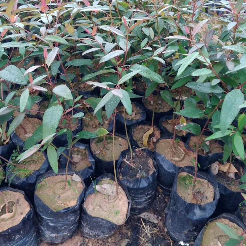 100 vnt. sutirštintas plastikinis augalų sodinukų maišelis su kvėpuojančiomis skylutėmis Juodi daigynų maišeliai Augalų auginimo maišeliai augalams Vaisių gėlė