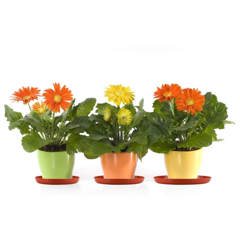 Пластмасови възглавнички, чинийки за растения, 6 бр. Тава, плантатор, палет, проста висококачествена червена кръгла поставка за вътрешни и външни саксии