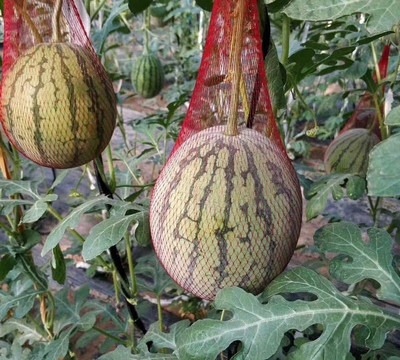 100 τεμ. Watermelon Grow Net Bags Επαναχρησιμοποιούμενα πεπόνια Διχτυωτό Διχτυωτό Αγγούρι κήπου Καλλιέργεια Υποστηρικτικό Δίχτυ Αποθήκευσης Τσάντες για λαχανικά