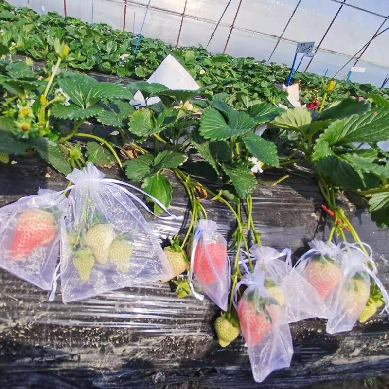 Grădină Struguri Fructe Saci de protecție Livadă Control dăunători Saci de plasă anti-păsări Saci de căpșuni Saci de creștere a plantelor 20/50/100 buc
