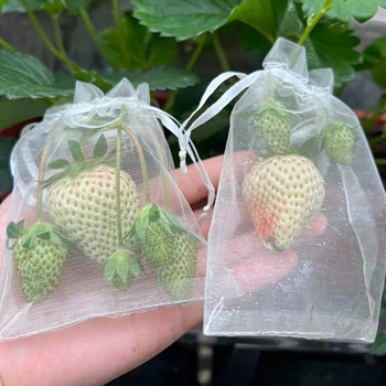 50 ΤΕΜ Σακουλάκια προστασίας φρούτων σταφυλιών Τσάντες από πλέγμα κήπου Τσάντες από πλέγμα κήπου Γεωργικός οπωρώνας Καταπολέμηση παρασίτων κατά των πτηνών Σάκοι φυτικής καλλιέργειας φράουλας