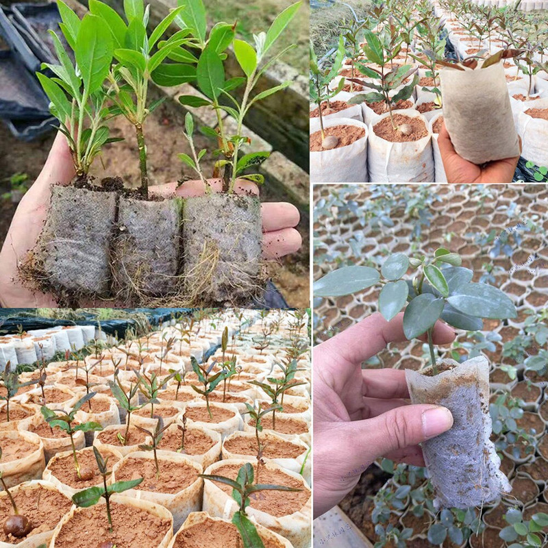 100-200 de bucăți saci de sămânțat de grădină, saci de creștere a plantelor de pepinieră, semințe biodegradabile, geantă de pepinieră, ghiveci de buzunar pentru plantare, pentru grădină