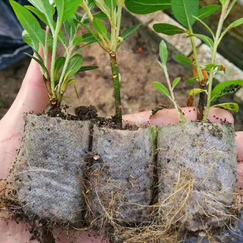 100 τμχ Μη υφασμένες τσάντες φυτωρίου Βιοαποικοδομήσιμες τσάντες καλλιέργειας σπορόφυτων Τσάντες έναρξης σπόρων για ανάπτυξη λουλουδιών Φύτευση λαχανικών