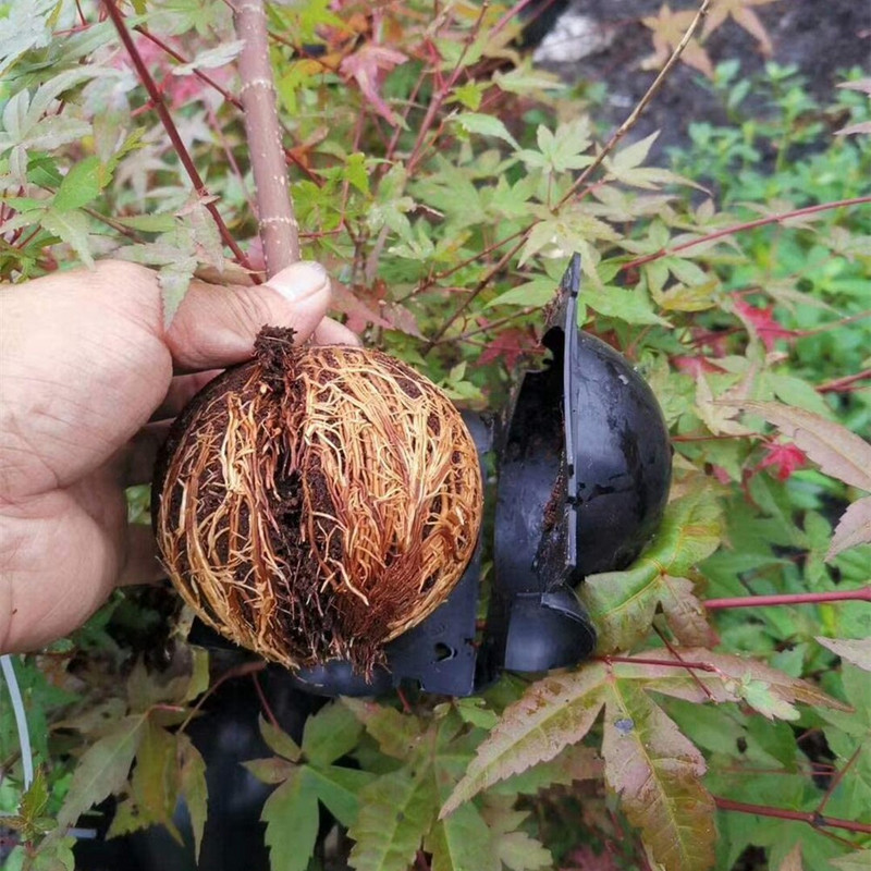 5 vnt. Daugkartinio naudojimo augalų šaknų įtaisas Augalų įsišaknijimo auginimo dėžė aukšto slėgio dauginimo rutulinio skiepijimo įtaisas Botanikos šaknų valdiklis