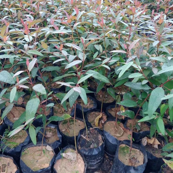 100Pcs Λεπτές πλαστικές τσάντες φυτωρίου PE Τσάντες φυτών Grow υφασμάτινες γλάστρες με αναπνέουσες οπές για προμήθειες κήπου στο σπίτι