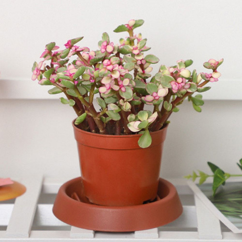 5 vnt. Patvarus apvalus plastikinis sodo padėklas lėkštės Sodinimo padėklai Lašėjimo padėklai Gėlių vazono pagrindo Bonsai laikiklis