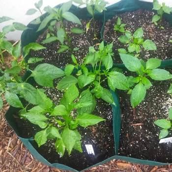 4 χωρισμένα πλέγματα Τετράγωνο Φύτευση Δοχείο Grow Bag PE Υφασμάτινα φυτά Λουλούδια Λαχανικά φυτευτής γλάστρα Υπερυψωμένο κρεβάτι κήπου