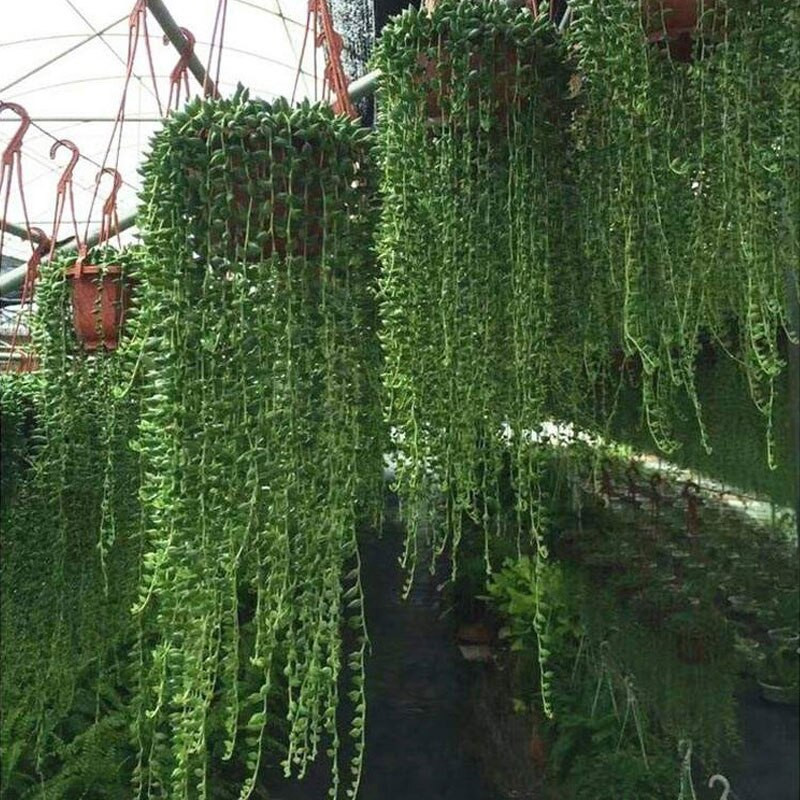 Noul coș de flori din plastic reutilizabil, ghiveci suspendat, octogonal, decorativ în aer liber, practic