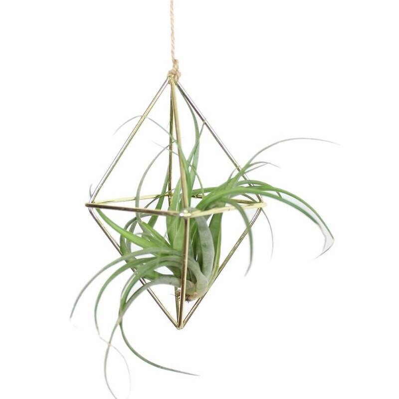 Suport pentru plante agățat Tillandsia Air Suport pentru plante metal geometric din fier Artă rustică de jardiniere de flori ghiveci Suport pentru plante pentru grădinărit acasă