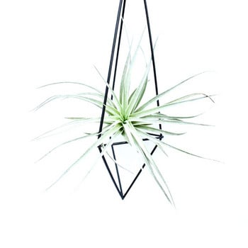 Висящ държач за въздушни растения за дисплей с вериги за въздушни растения, окачена на стена геометрична стойка за въздушни растения