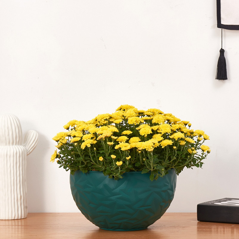 Avaleht PP ripppoti riidepuu kett Rippuv istutusmasin korv Lillepoti kett taimede poti riidepuu kodu rõdu kaunistamiseks